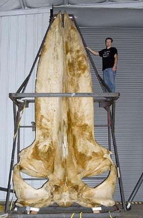 Blue whale skull. Photo: Sklmsta/Wikicommons